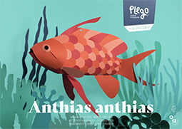 Anthias Anthias