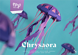 Chrysaora Hysoscella