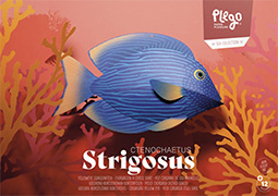 Strigosus Ctenochaetus